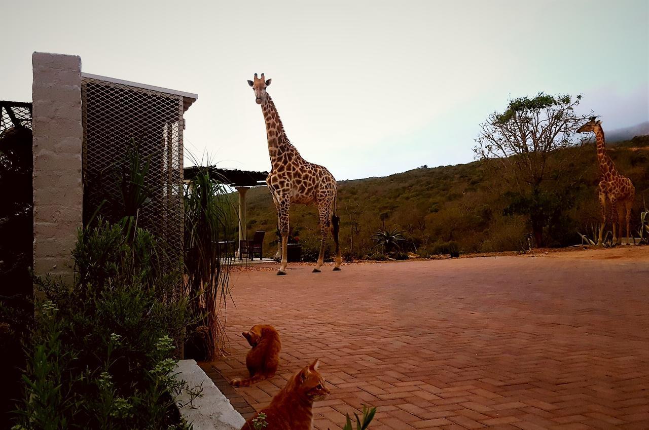 Graceland Eco Retreat Magoebaskloof Bagian luar foto