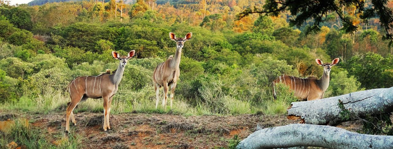 Graceland Eco Retreat Magoebaskloof Bagian luar foto